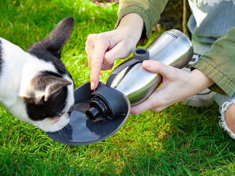 Utenu Vandflaske til Hund