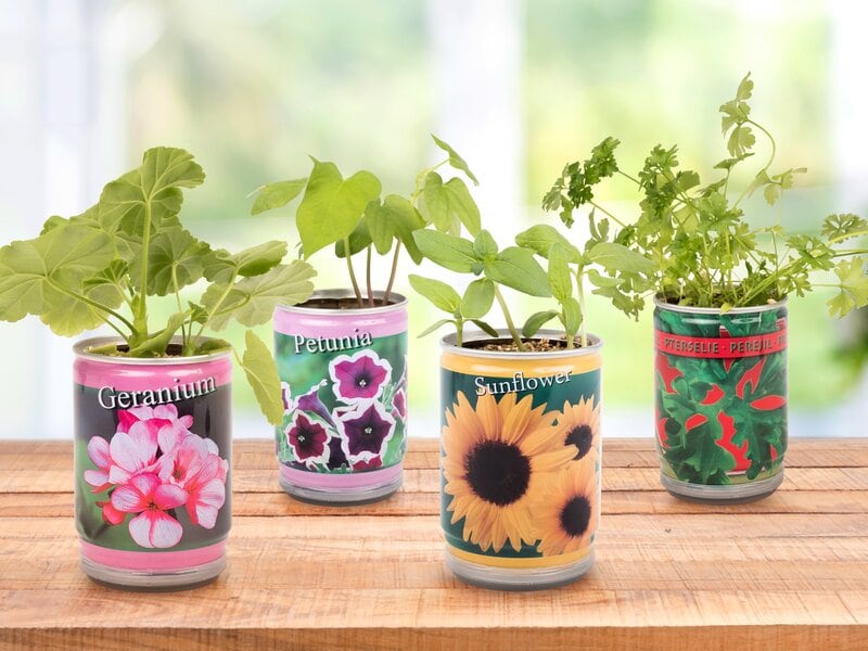 Ge en växt på burk! De levereras i en vacker aluminiumburk försedd med bild på den aktuella växten. Välj mellan dahlia, solros, jordgubb, petunia, basilika, flitiga Lisa och geranium.