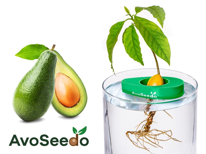 AvoSeedo – dyrk avokado