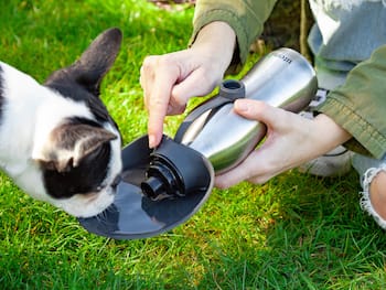 Hundetrinkflasche - Utenu