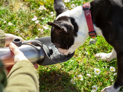wasserflasche für hunde