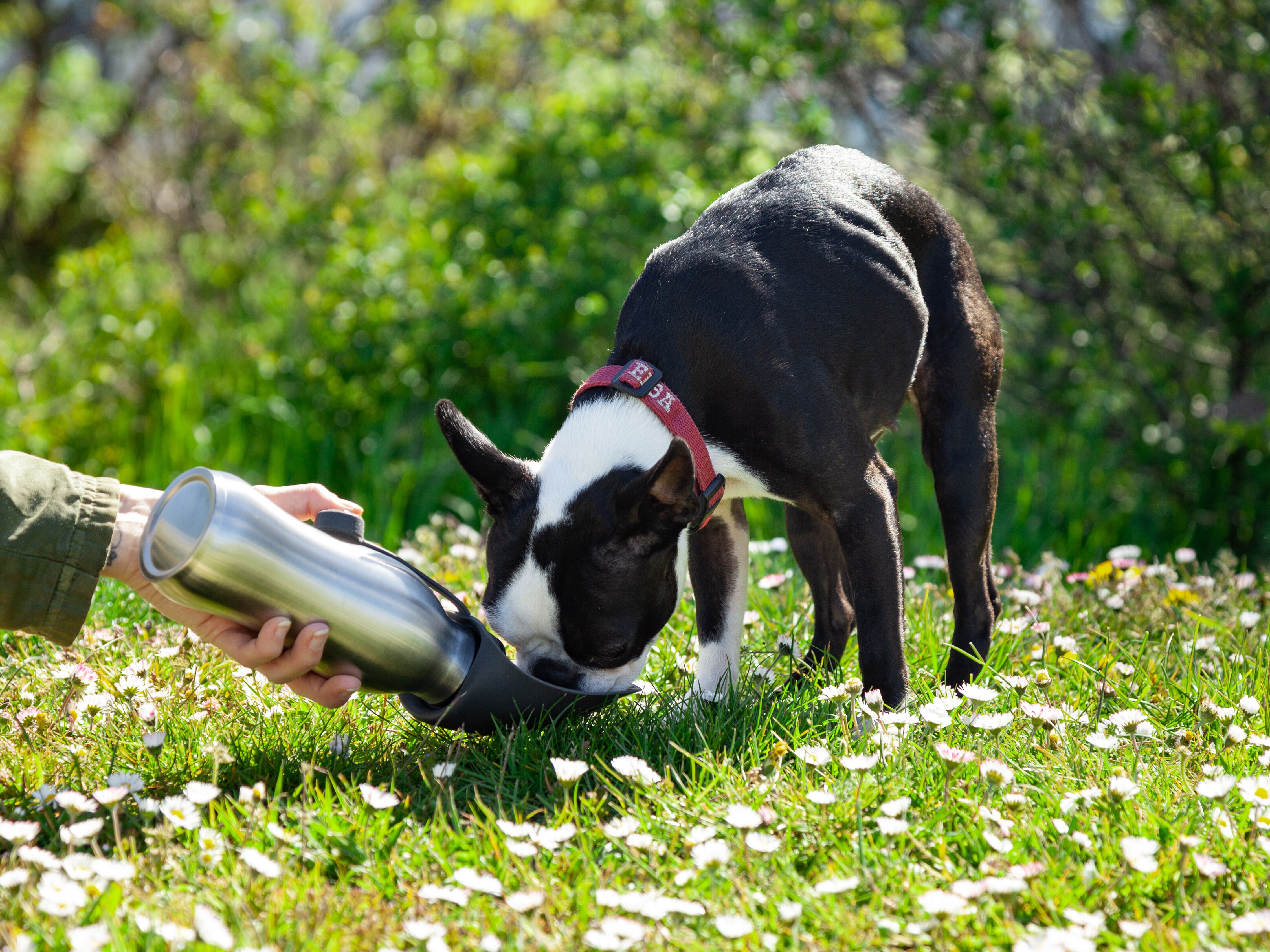 Vattenflaska för Hund - Utenu