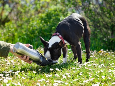 hunde wasserflasche