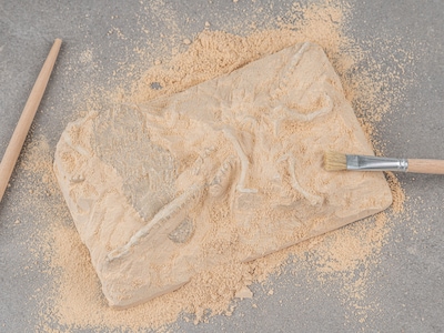 dinosaurus udgravning