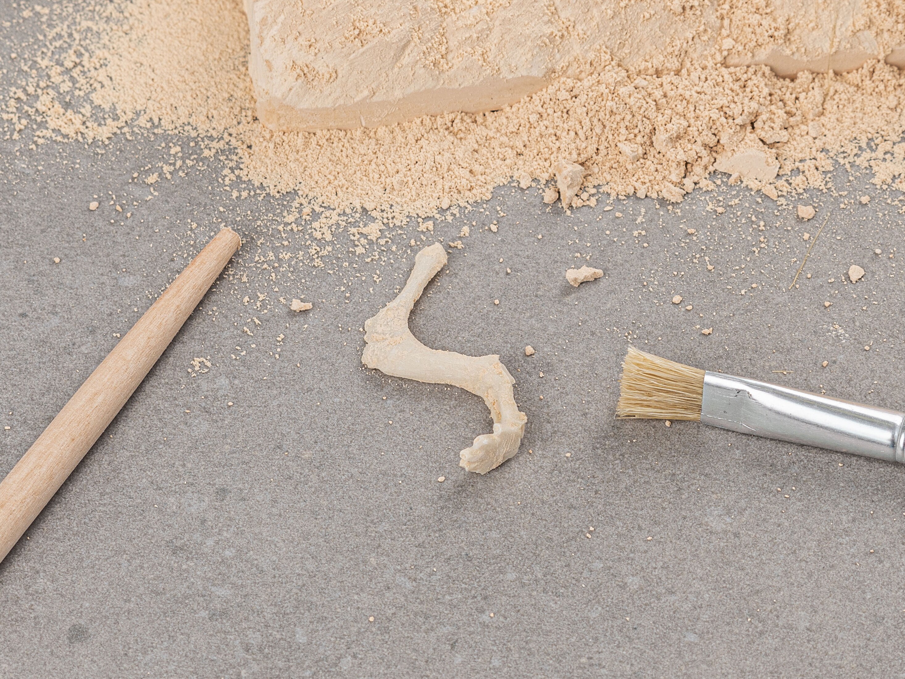 utgrävning dinosaur