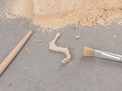 udgravning dinosaurus