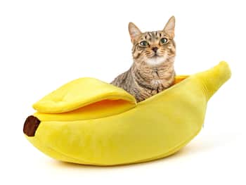 Rolig kattkoja i form av en stor banan.