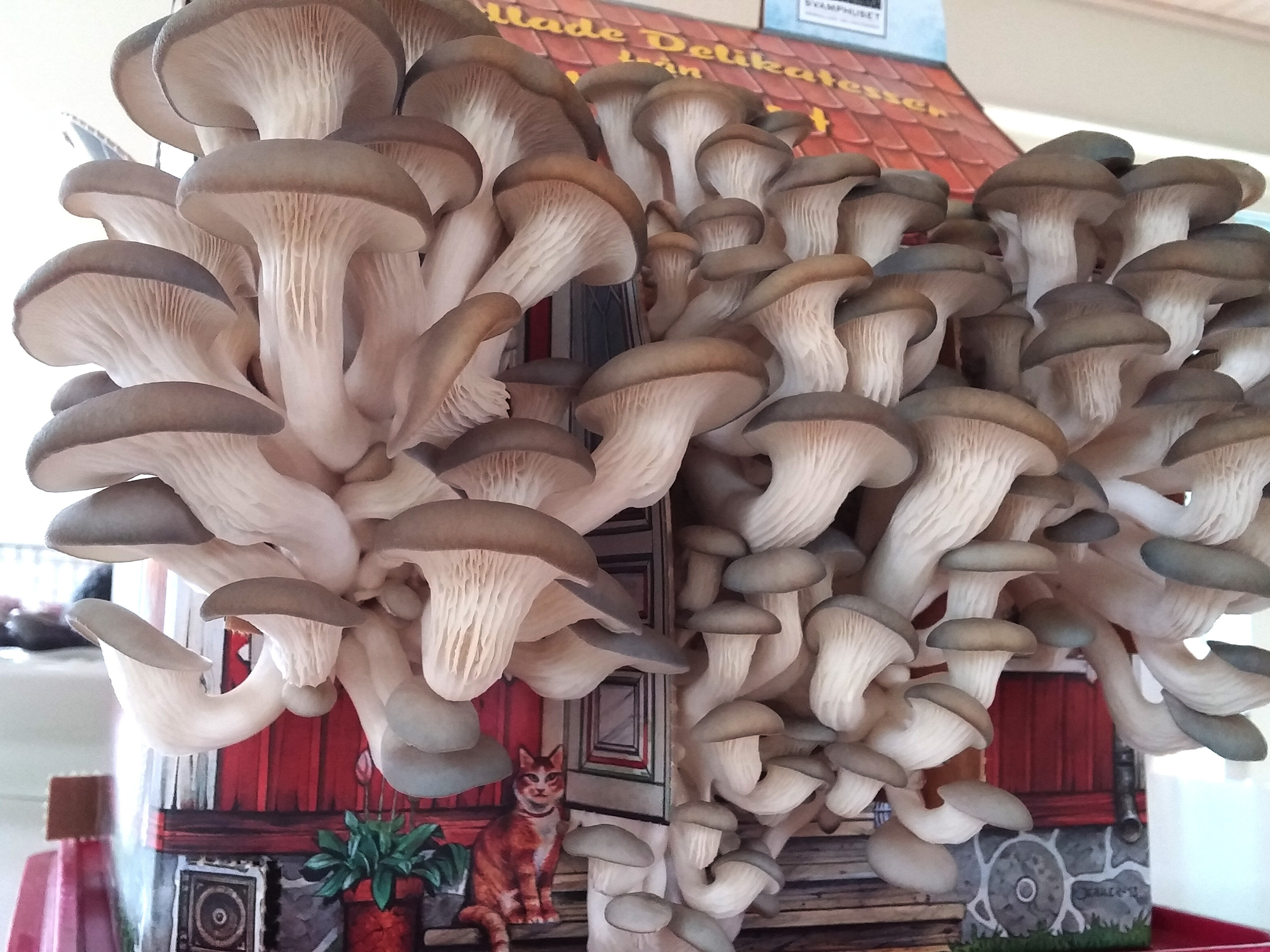 kasvata sieniä kotona