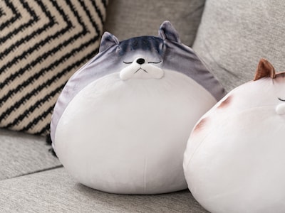 pute katt