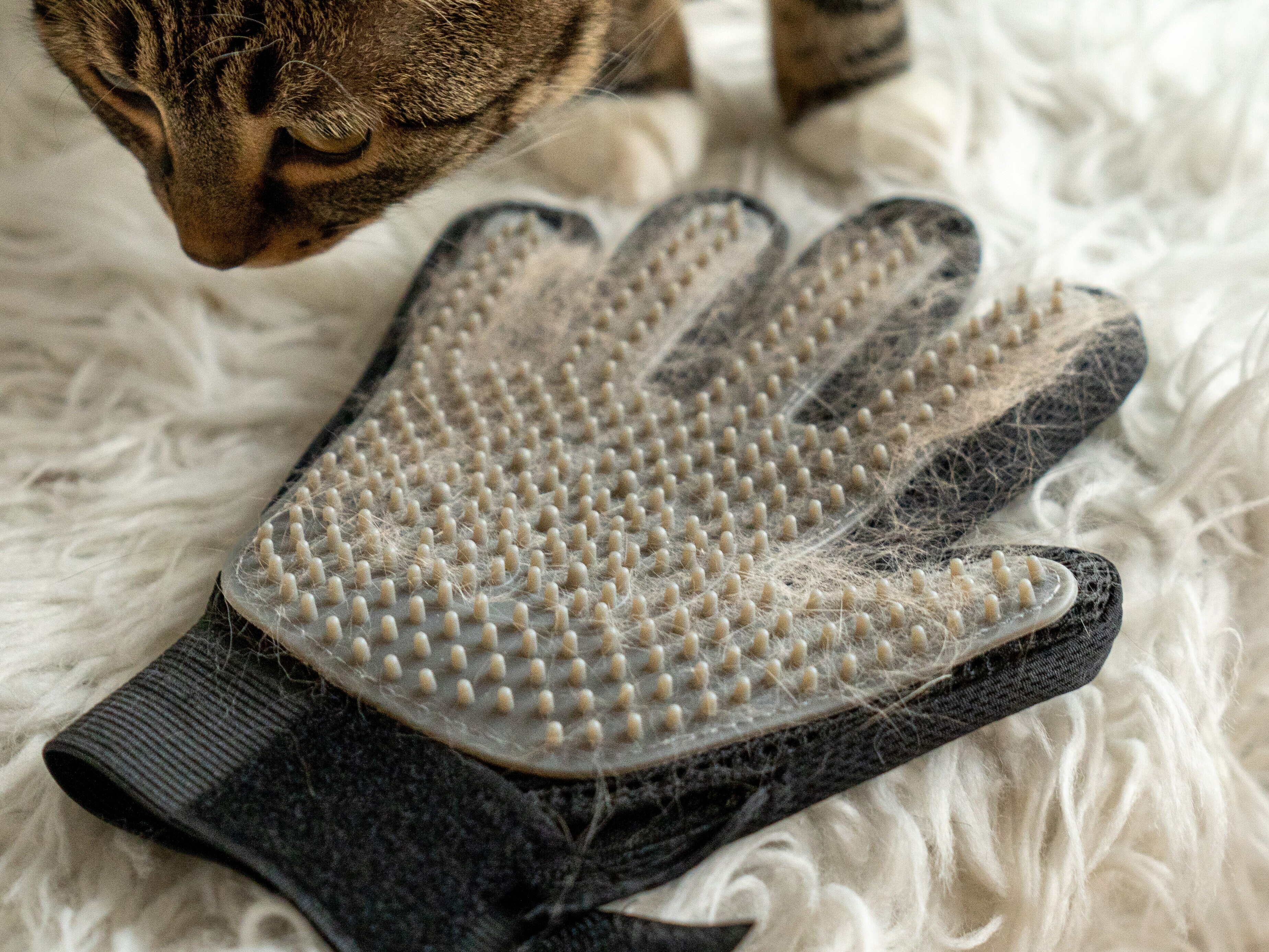 pälsvårdshandske katt