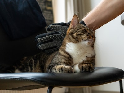 Bürstenhandschuh hund