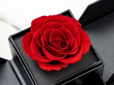 konserveret rose