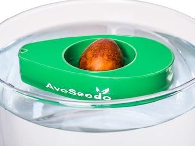 Avocado zuhause züchten