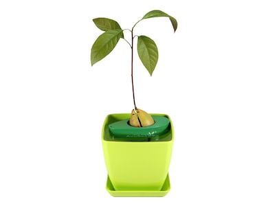 avokado sten gro
