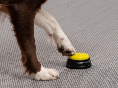 kommandotasten hund