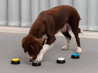 hundetraining