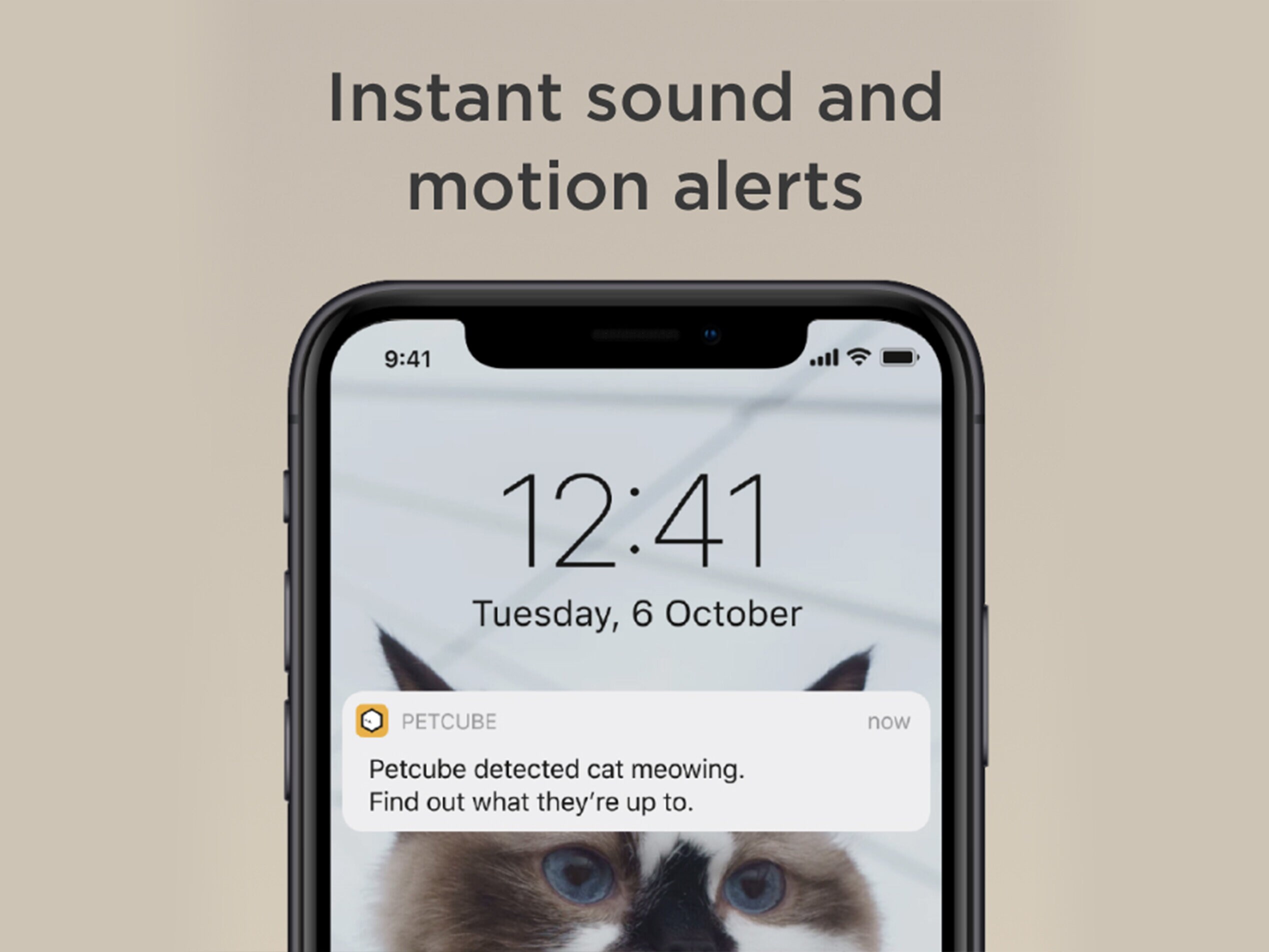 hund alene hjemme kamera