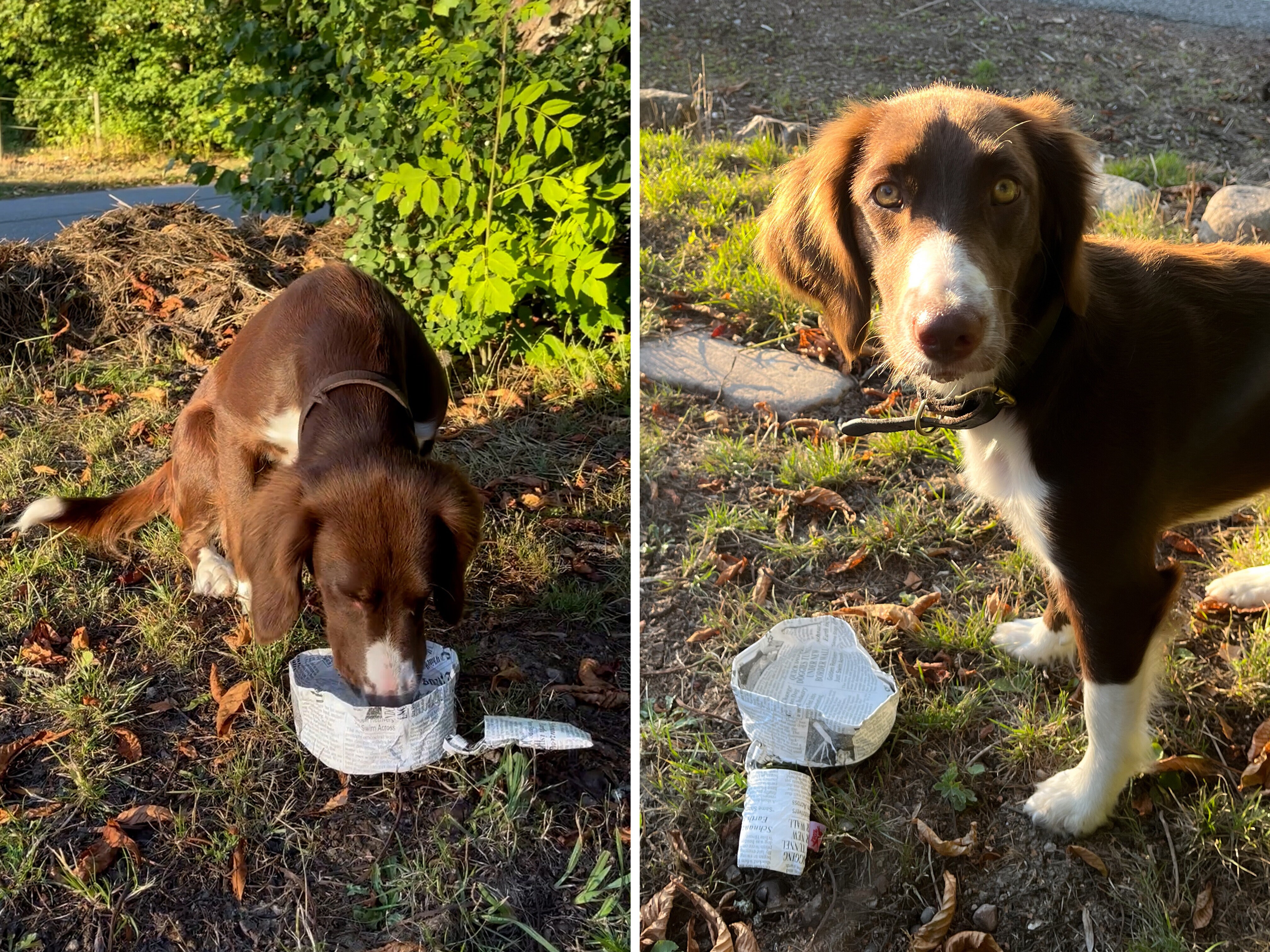 sammenleggbar hundeskål