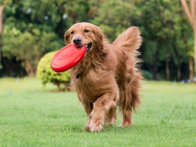 kikkerland Bacon Scented Dog Frisbee