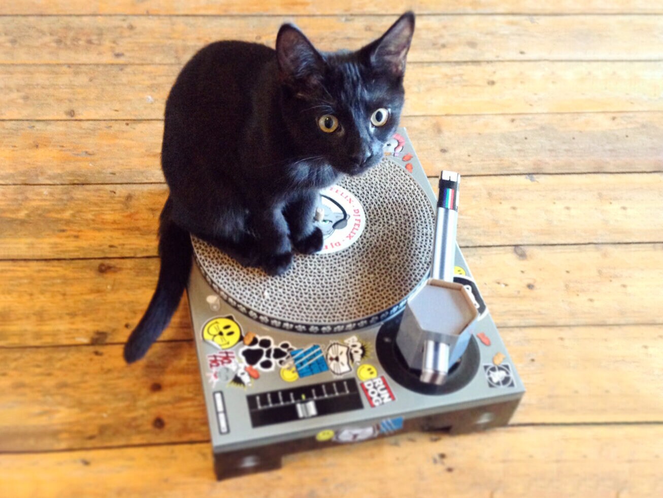 kissan raaputus taulu