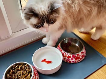 Vannskål med gullfisk til katt