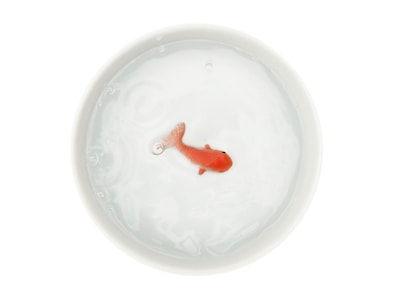 vattenskål till katt