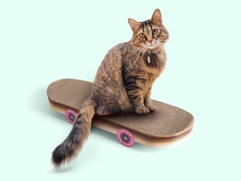 Skateboard klorebrett til katt