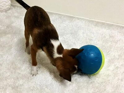 aktivitetsspielzeug für hunde