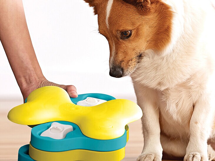 aktivitetsleksak hund