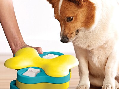 aktivitetsspielzeug hund