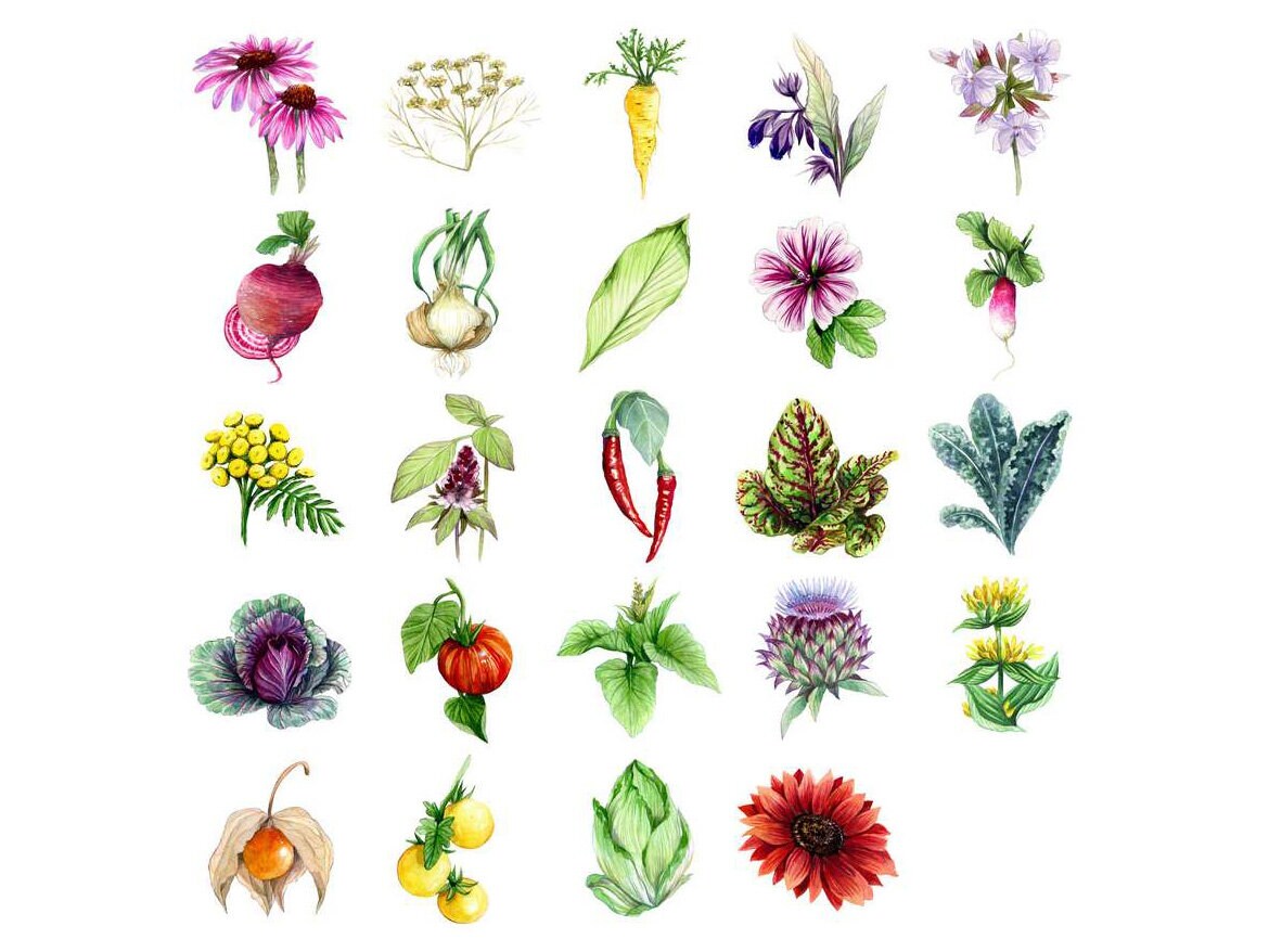 magic garden seeds advent calendar