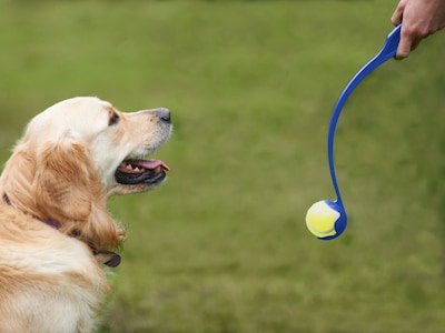 bollkastare hund