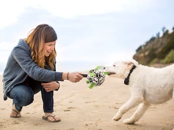 Hundefußball