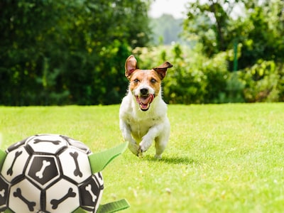 fußball für hunde