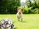 fodbold til hund