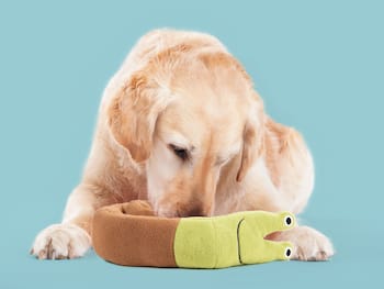 Aktivitätsspielzeug Für Hunde - Schnecke