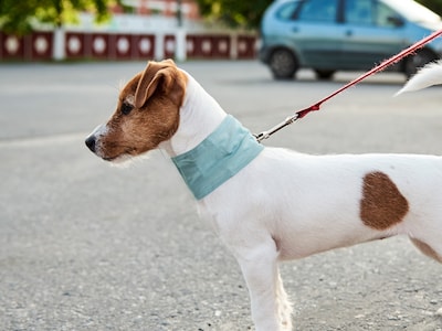 kølehalsbånd til hund