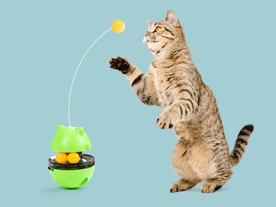 aktivitetsleksak katt