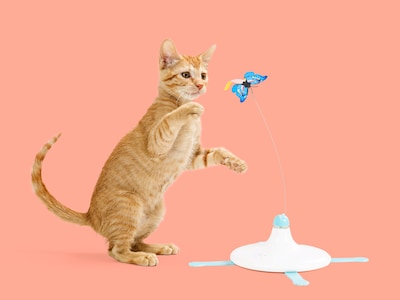 katt aktivitetsleksak