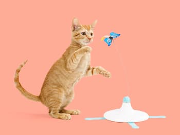 Aktivitätsspielzeug Für Katzen - Schmetterling