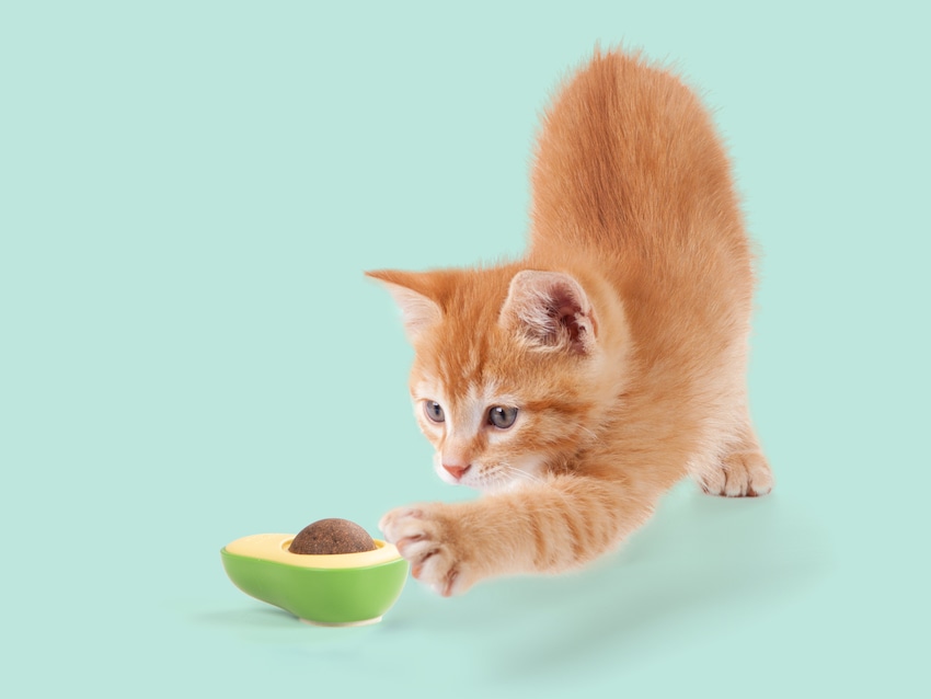 Kateke Avokado-katteleke med kattemynte | Online på Coolstuff