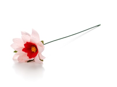Papierblume - Sternenauge