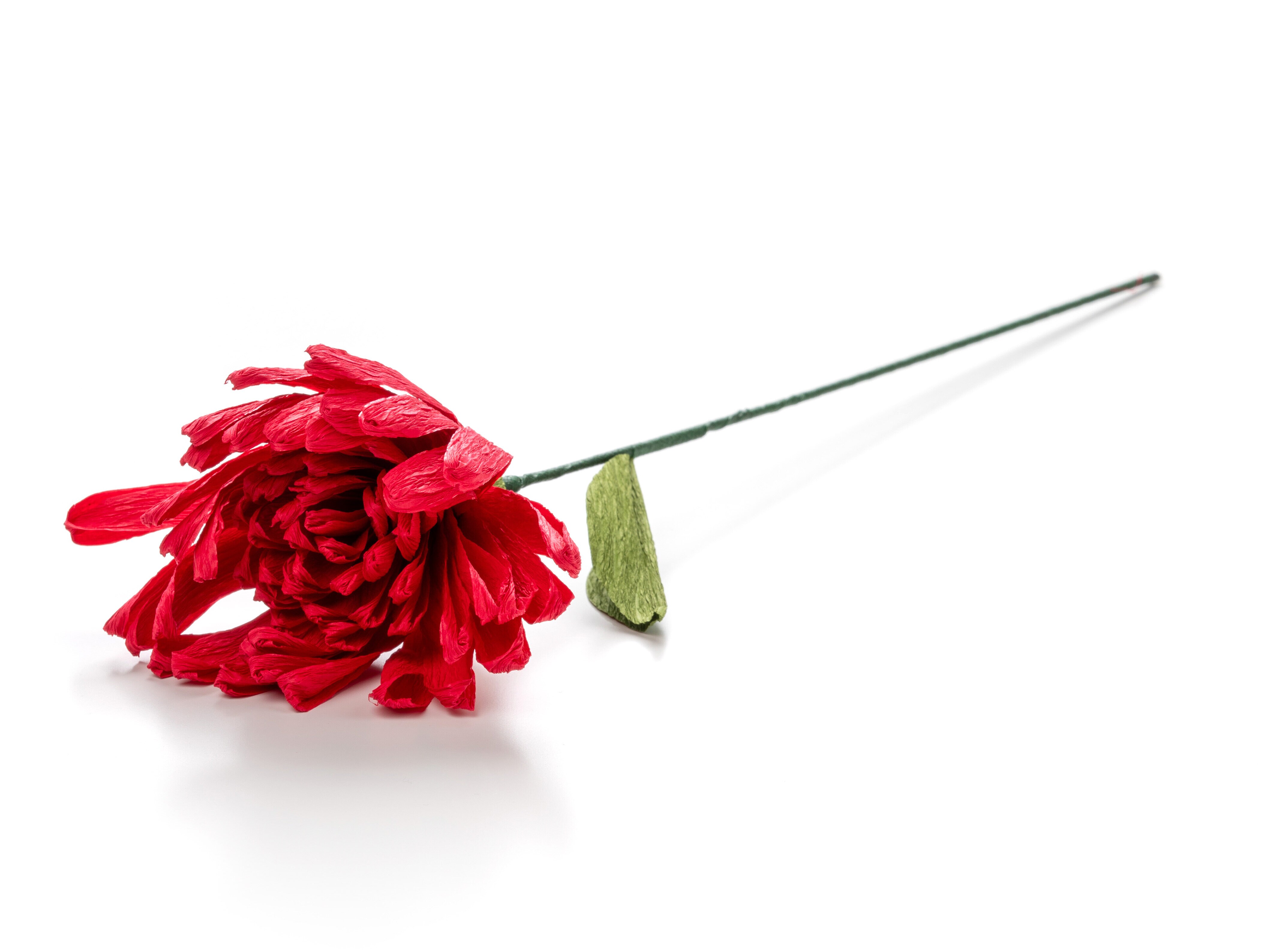 Papirblomst - Krysantemum