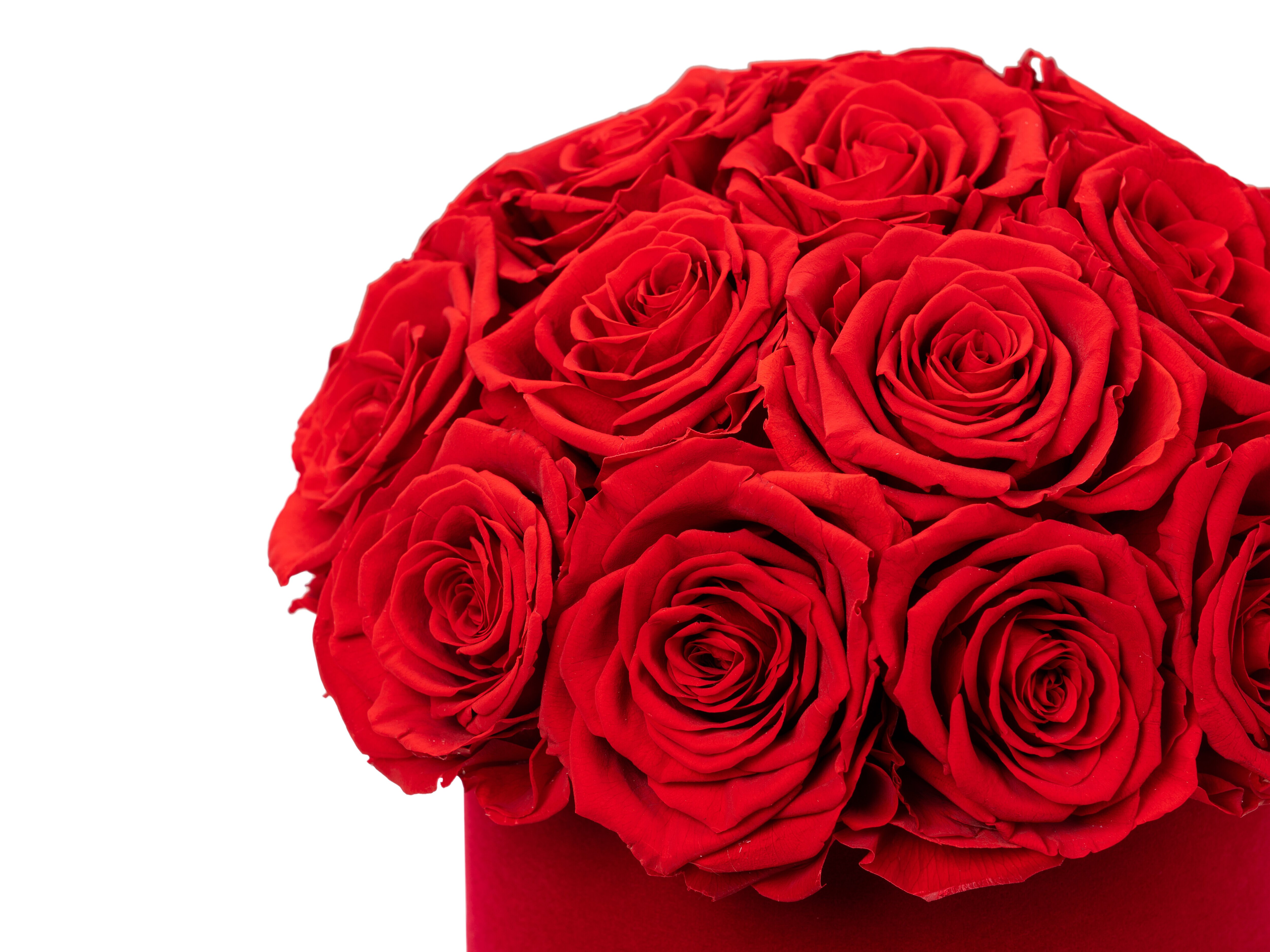 punaiset ikuiset ruusut