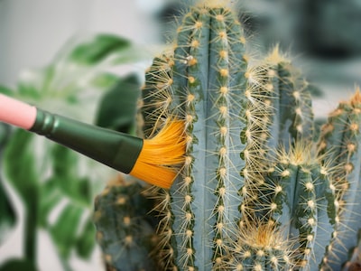 Mini Cactus Cleaners