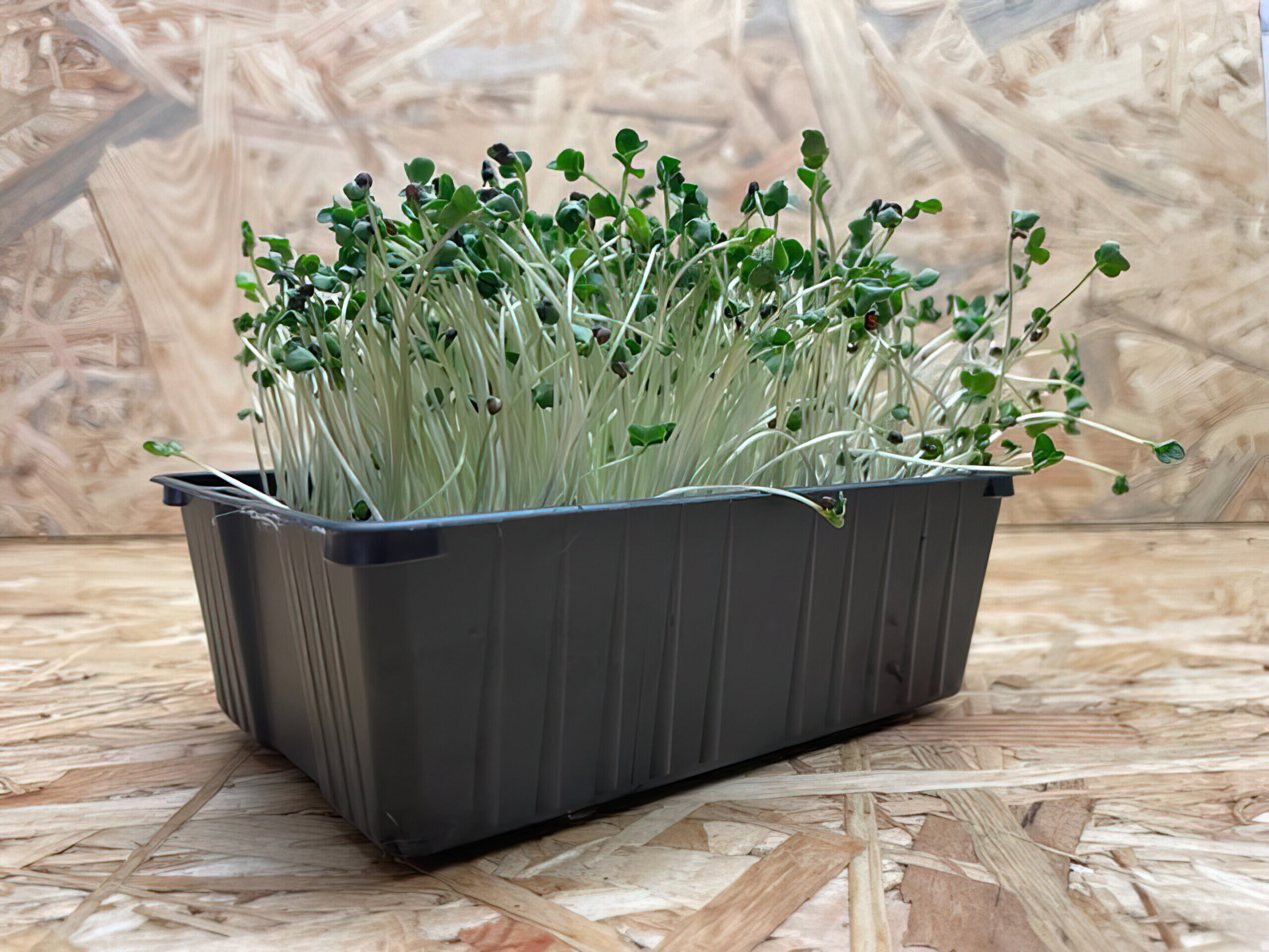 odlingskit mikrogården