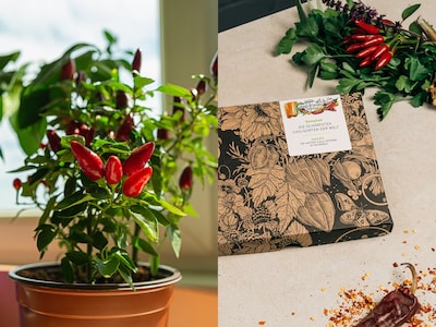 magic garden seeds hottest chilli