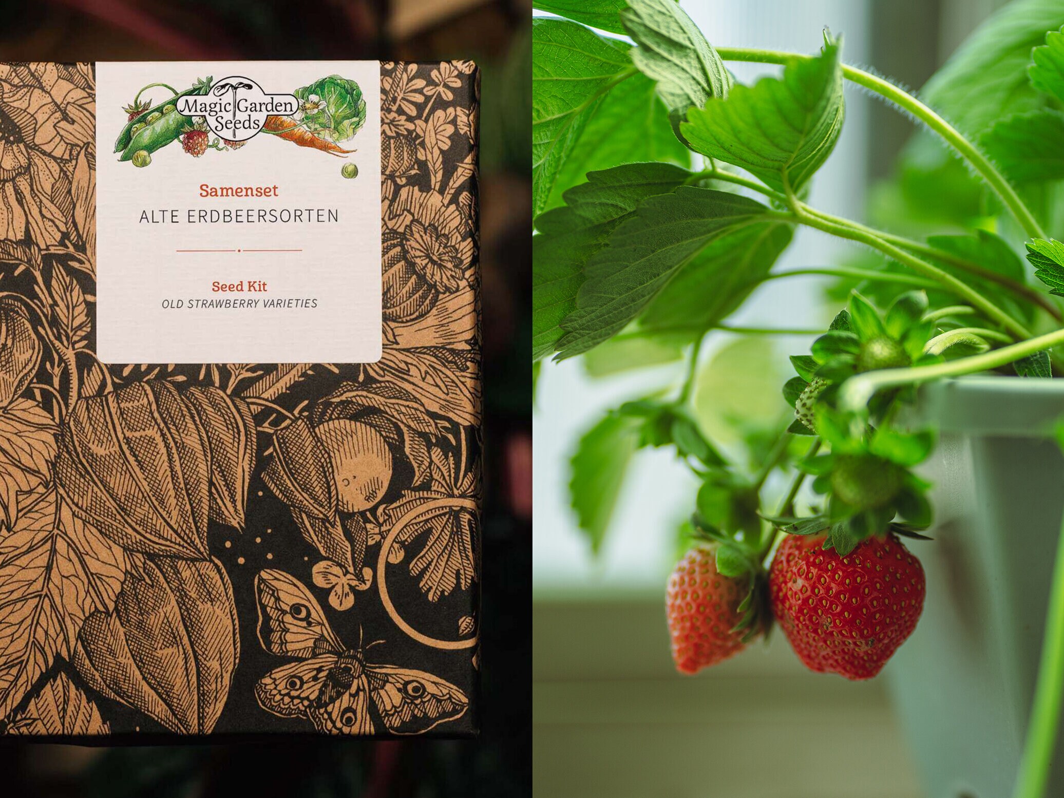 magic garden seeds Old Strawberry Species