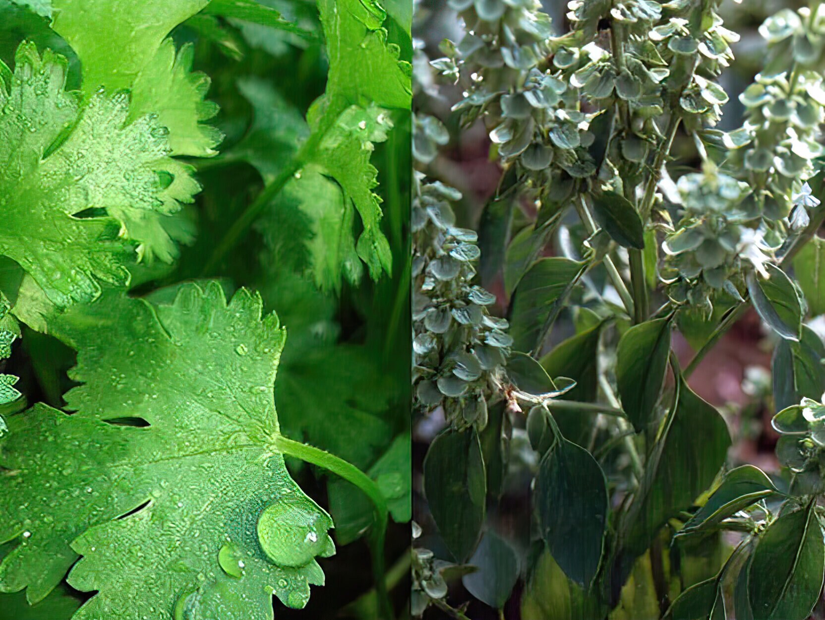 magic garden seeds fröer