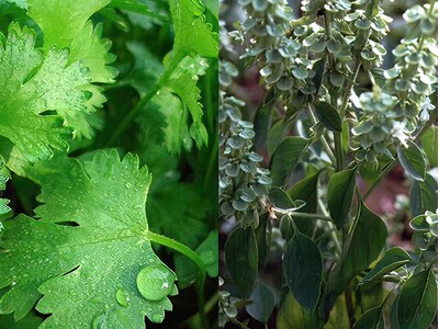 magic garden seeds fröer